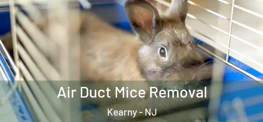 Air Duct Mice Removal Kearny - NJ